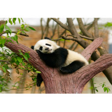 Холст с красками Спящая панда ХК-0910